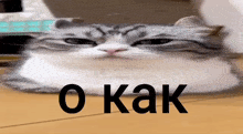a cat is laying on a wooden floor with the words o kak written on it