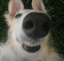 Borzoi Dog Long Nose GIF - Borzoi Dog Long Nose GIFs