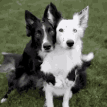 Doggie Buds GIF - Friends Dogs I Love You GIFs