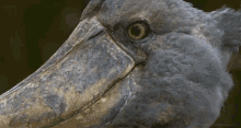 Uwotm8 Bird GIF - Uwotm8 Bird Say What GIFs