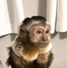 a small monkey is sitting in front of a white curtain and looking at the camera .
