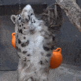 a snow leopard is standing on its hind legs while holding a pumpkin .