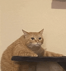 What Cat GIF - What Cat GIFs