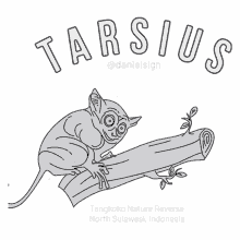 tarsier tarsius