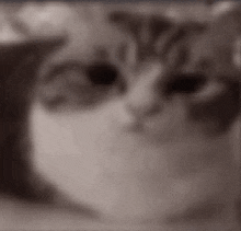 a blurry picture of a cat 's face with black eyes looking at the camera .