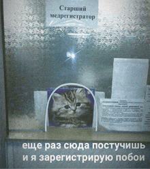 a picture of a cat is behind a sign that says " старший медрегистратор " on it