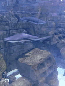 Shark Baby Shark GIF - Shark Baby Shark Aquarium GIFs