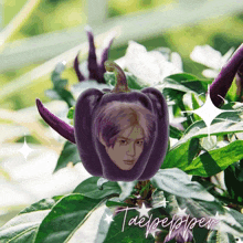 a purple pepper with a picture of taeyong inside
