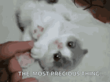 The Most Precious Thing Kitten GIF - The Most Precious Thing Kitten Kitty GIFs