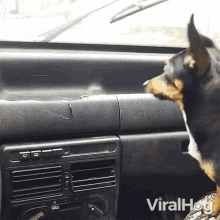 Barking At The Wipers Viralhog GIF