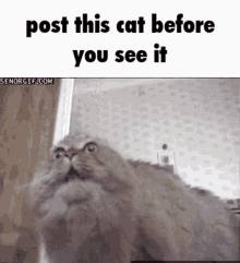 Post Cat GIF