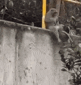 猴猴 中山猴子 GIF - 猴猴 中山猴子 踢腳猴猴 GIFs