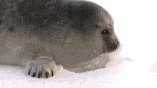 Baby Seal Sniff GIF - Baby Seal Seal Sniff GIFs