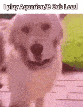 a picture of a dog that says i play aquarion b cub lead