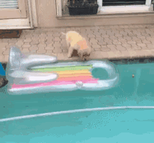 游水 狗狗 可爱 游泳 GIF - Swim Dog Cute GIFs