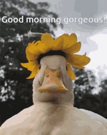 Good Morning Ollie Good Morning Gorgeous GIF - Good Morning Ollie Good Morning Gorgeous Good Morning Duck GIFs
