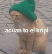 Acuan To Cat Cit GIF - Acuan To Cat Cit GIFs