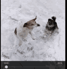 snow dogs cute play
