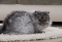 Tommy Perser Cat GIF - Tommy Perser Cat GIFs