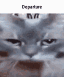 cat departure