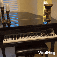 Cat Plays Piano Viralhog GIF - Cat Plays Piano Cat Viralhog GIFs