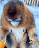 Yeojinburger Monkey GIF - Yeojinburger Monkey Monkey Eating An Orange GIFs