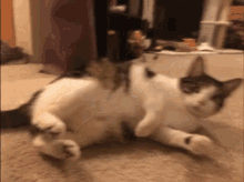 Cat Rolling GIF - Cat Rolling Flopped GIFs