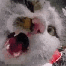 Angry Cat Mean Cat GIF - Angry Cat Mean Cat Cat Hole GIFs