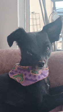 a small black dog wearing a purple bandana