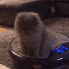 a cat is sitting on top of a robotic vacuum cleaner in a living room .