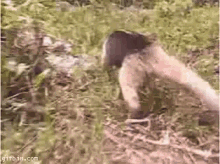 Anteater Hey GIF - Anteater Hey Look GIFs