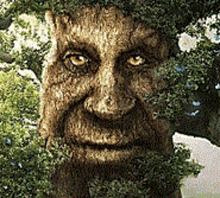 Wise Old Tree Mystical Tree M GIF