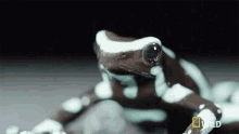 Stare That Frog Is Poison GIF - Stare That Frog Is Poison Untamed GIFs