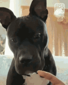 a close up of a black dog with a person 's hand reaching out to touch it