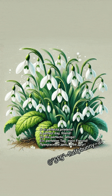 a bunch of white flowers with green leaves on a white background