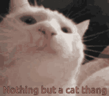 Nothing But GIF - Nothing But Cat GIFs