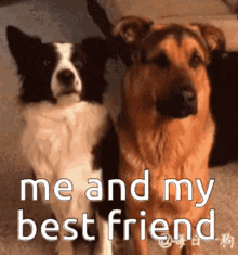 Puppy Love Me And My Best Friend GIF - Puppy Love Me And My Best Friend Dog GIFs