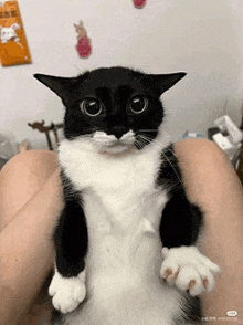 a black and white cat with big eyes is sitting on a person 's lap .
