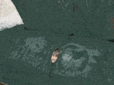 a cat is standing on a green couch with a stain on it .
