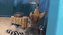 a group of animals including a meerkat and a lemur are in a cage