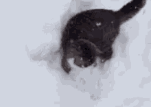 Why Can'T I Catch All This Snow?! GIF - Cat Play Snow GIFs