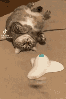Lazy Cat GIF