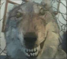 a close up of a stuffed wolf with its mouth open and teeth visible .