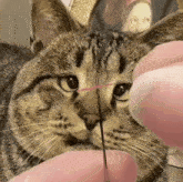 a close up of a cat 's face with a needle in it