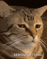 a close up of a cat with the words seriously ? chac written below it