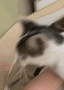 Oca Cat GIF - Oca Cat Catthrowingup GIFs
