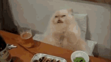 Kitty Nibbler GIF - Cat Hungry Fat GIFs