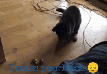 Cat Fidget GIF - Cat Fidget Spinner GIFs