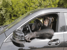 monkey champese animal car driving