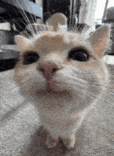 a close up of a cat 's face with a red nose .